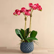 Pearl Orchid Arrangement