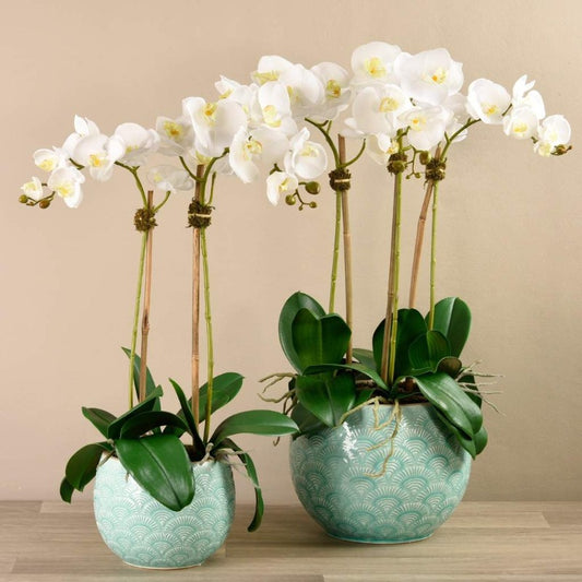 Tropical Orchid Arrangement (Set of 2)