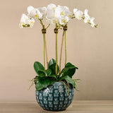 Tropical Orchid Arrangement (Set of 2)