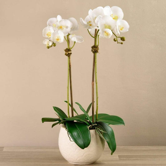 The White Elegance Orchid Arrangement