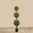 Boxwood 3 Ball