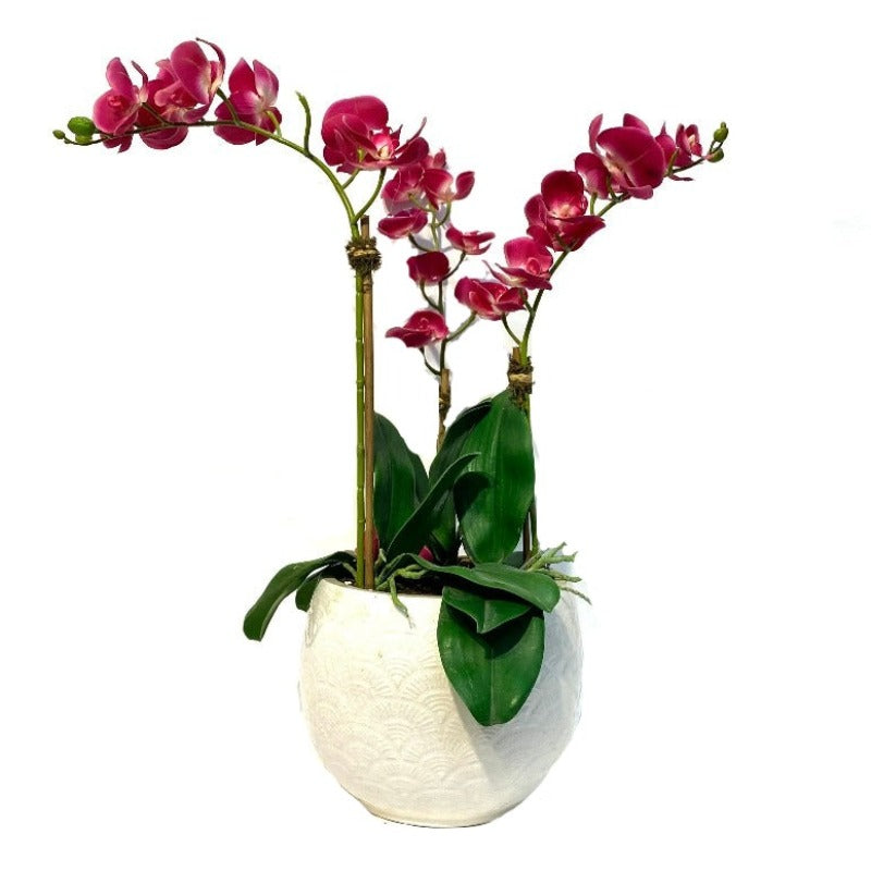 Pink Orchid Arrangement In White Ceramic Vase
