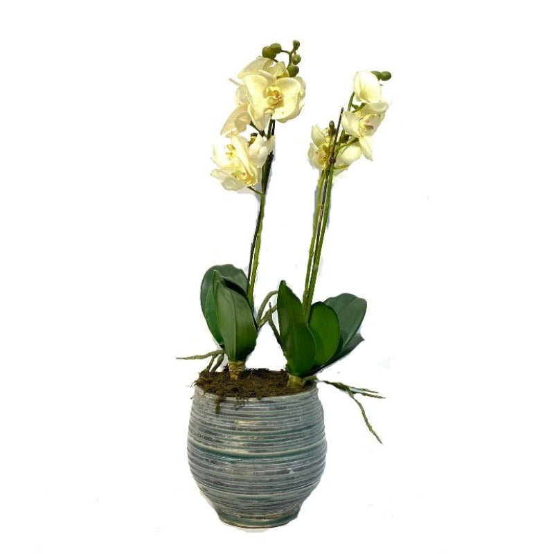 White Orchid Arrangement in Grey Pot