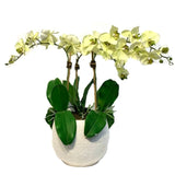 Yellow Orchid Arrangement In White Ceramic Vase