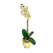 White Orchid Arrangement in Mini Gold Vase