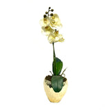 White Orchid Arrangement in Gold Vase