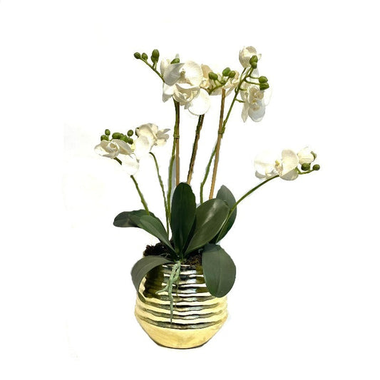 White Orchid Arrangement in Gold Vase