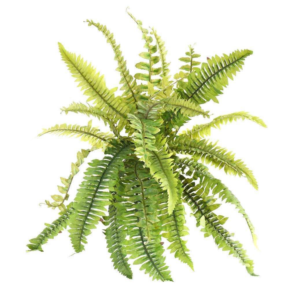 Fern