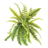 Fern