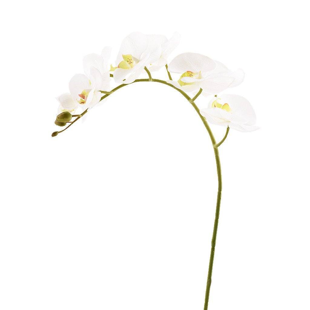 Phalaenopsis