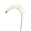 Phalaenopsis