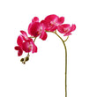 Phalaenopsis