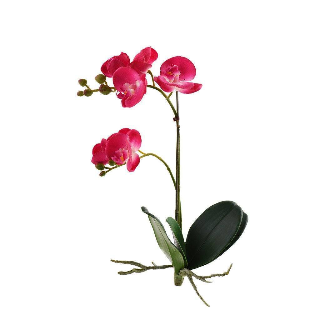 Phalaenopsis