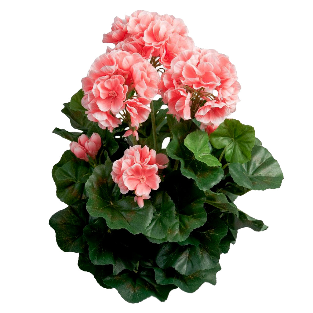 Pelargon
