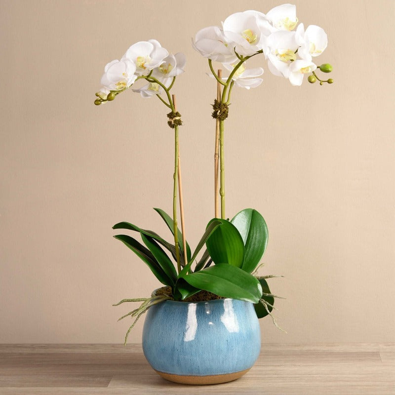 Oceanic Orchid Arrangement