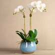 Oceanic Orchid Arrangement