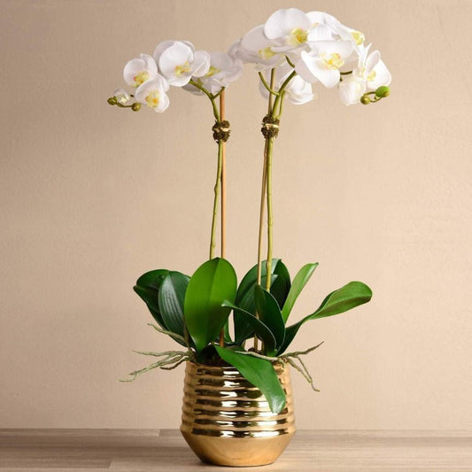 Sphinx Orchid Arrangement