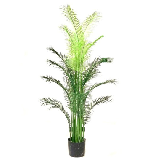 Areca Palm Tree in Pot 160CM