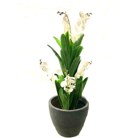 White Orchid Tree 130cm