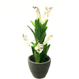White Orchid Tree 130cm
