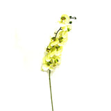 Green Phalaenopsis