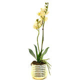 Faux Orchid Arrangement in Gold Pot