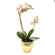 Pink Orchid Arrangement in Mini Gold Vase