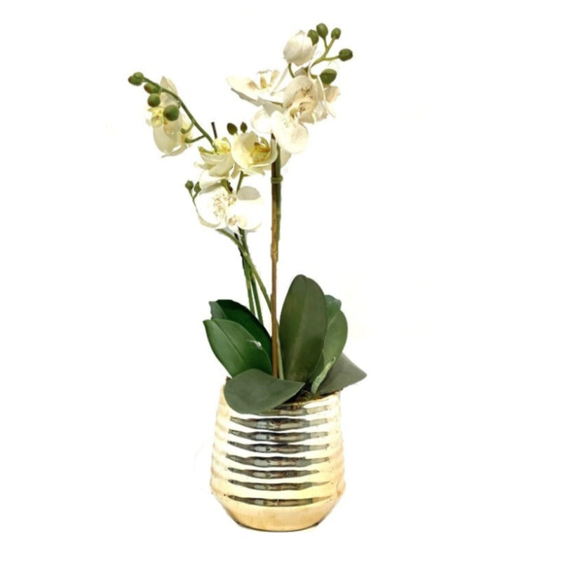 White Orchid Arrangement in Gold Pot