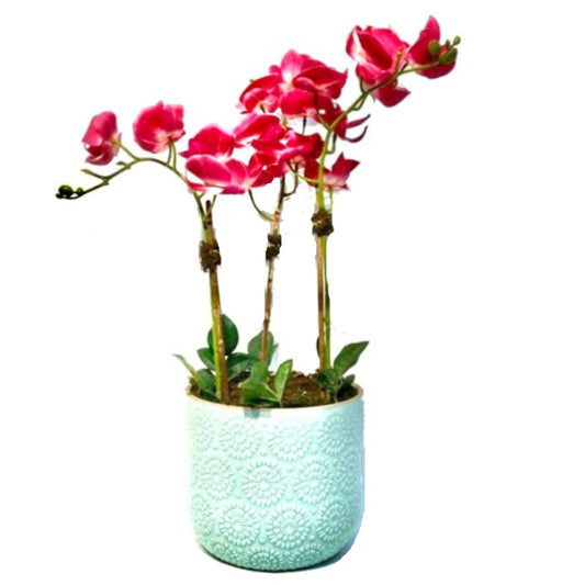 Pink Orchid Arrangement in Turquoise Pot