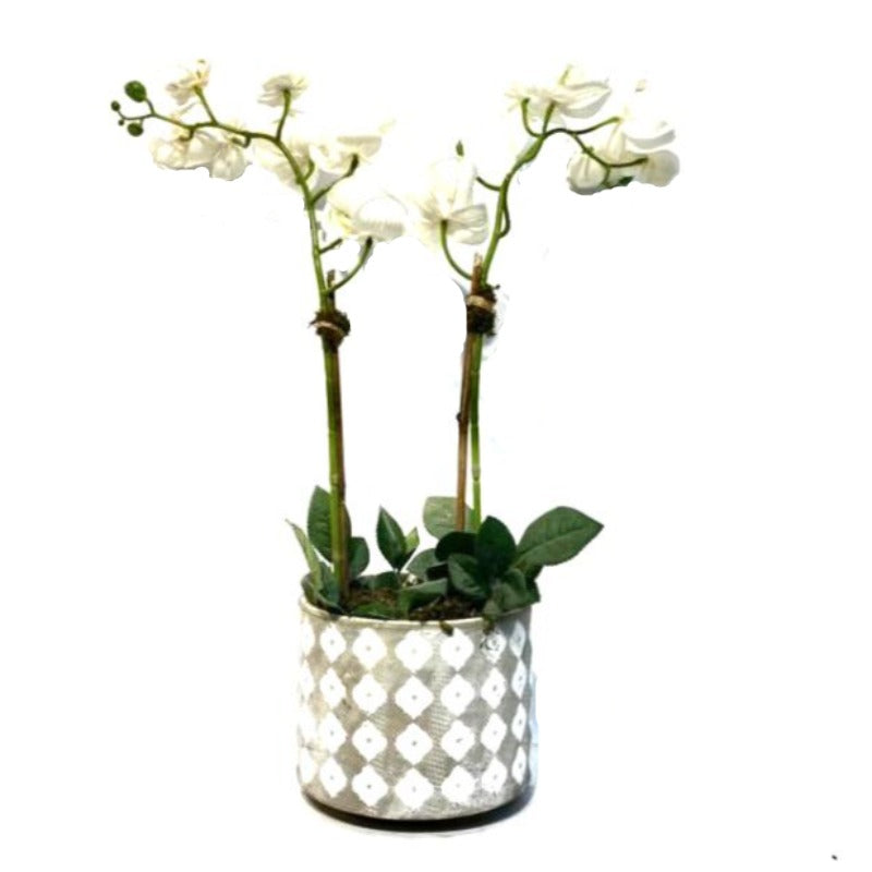 White Orchid Arrangement