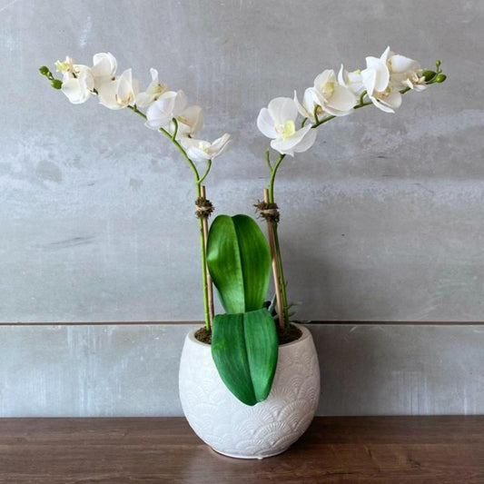 White Orchid Arrangement In White Ceramic Vase