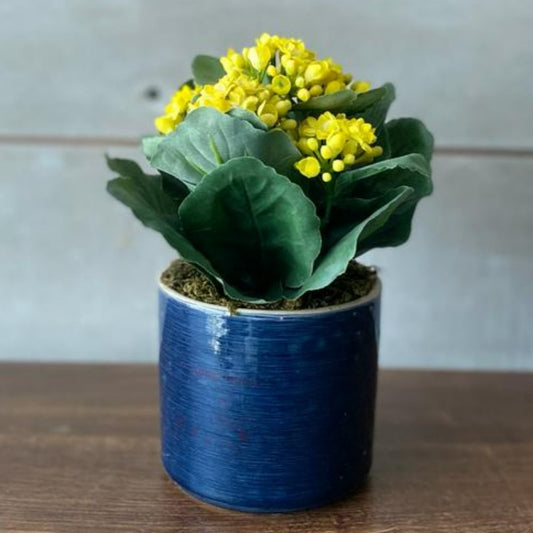 Yellow Kalanchoe in Blue Ceramic Vase