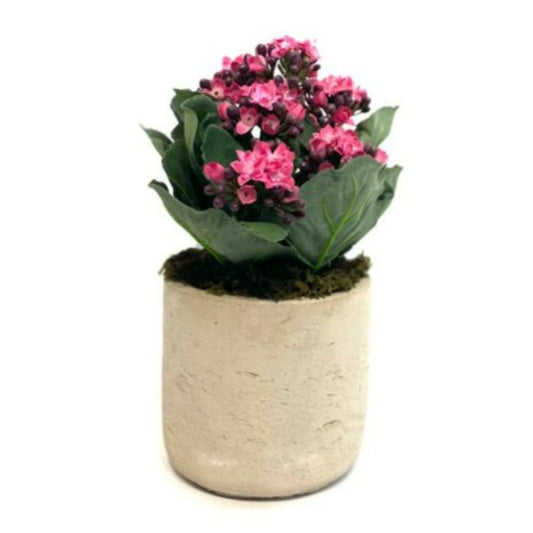 Pink Kalanchoe in Creamy Cement Pot