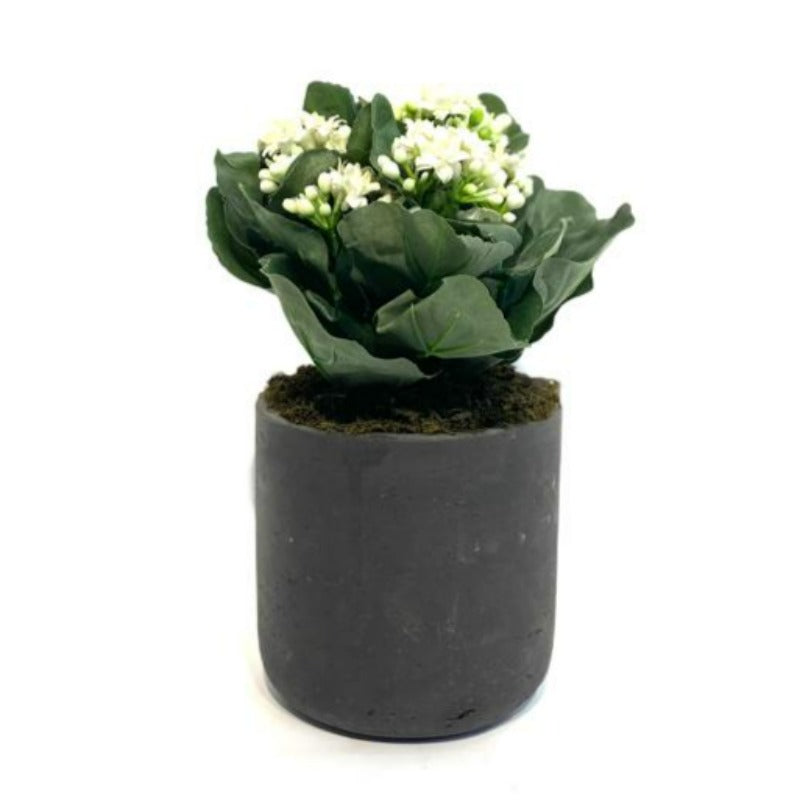 White Kalanchoe in Grey Cement Pot