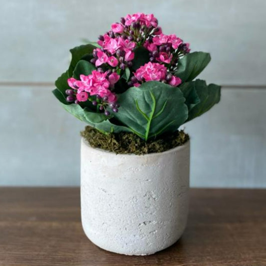 Pink Kalanchoe in Creamy Cement Pot
