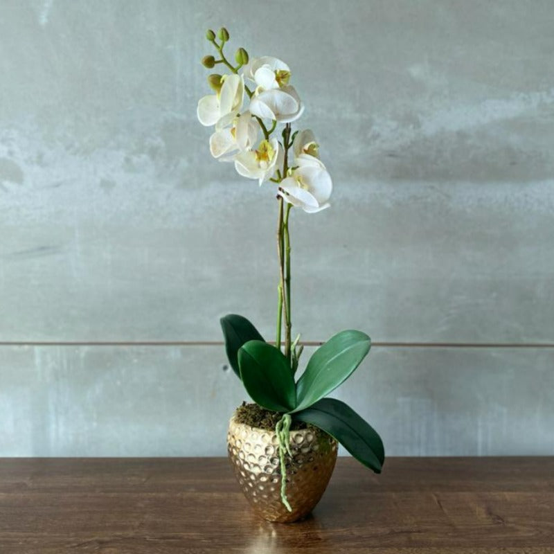 White Orchid Arrangement in Mini Gold Vase