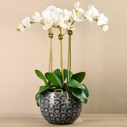 Prestige Orchid Arrangement