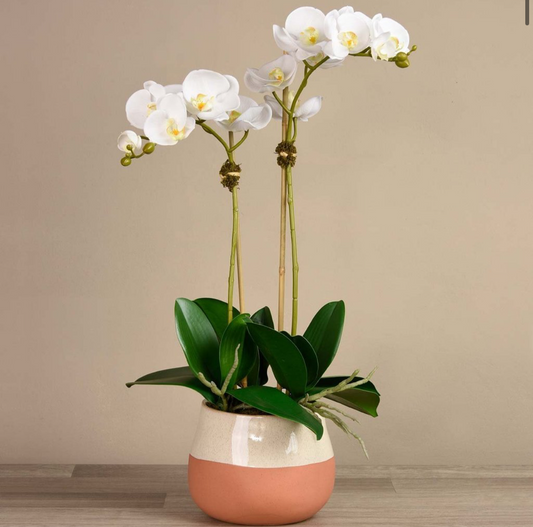 Santa Fe Orchid Arrangement