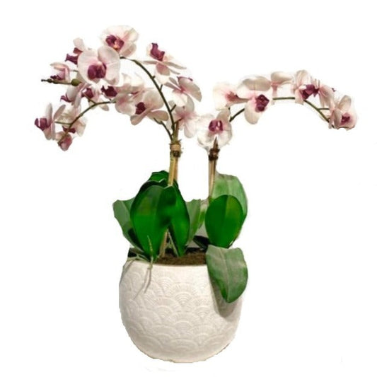 Light Pink Orchid Arrangement