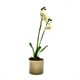Placid Orchid Arrangement