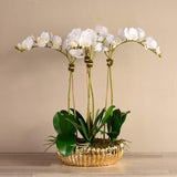 Royal Orchid Arrangement